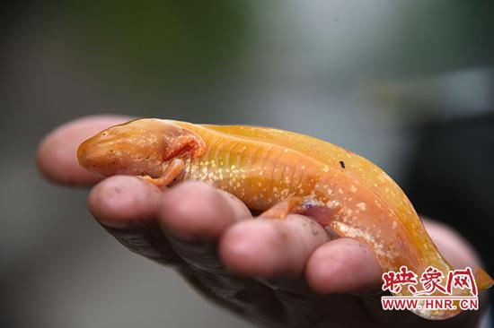 郑州金水河现身黄金娃娃鱼 实为六角恐龙(图)