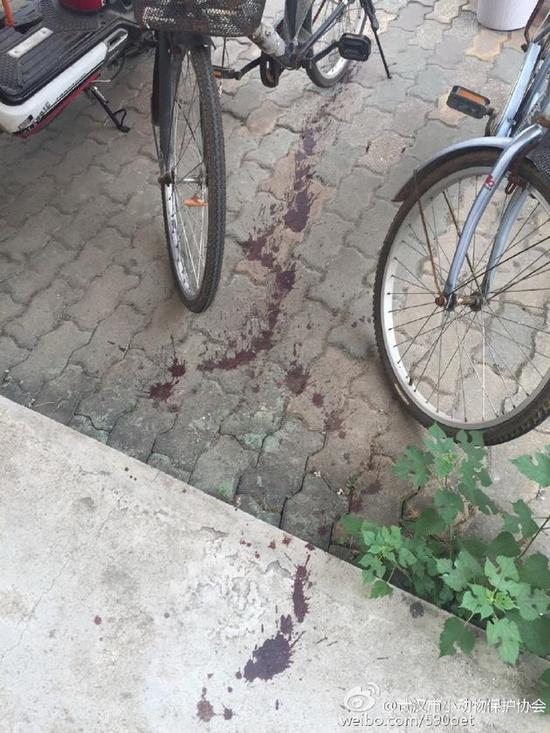 大学校园流浪狗被人用箭射穿肚子(图)