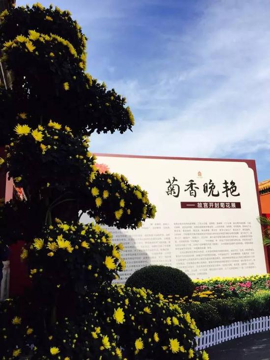 把开封的菊花都展到故宫里去了