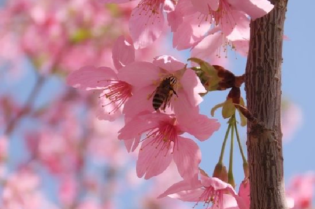 赏花正当时！郑州人民公园樱花正盛