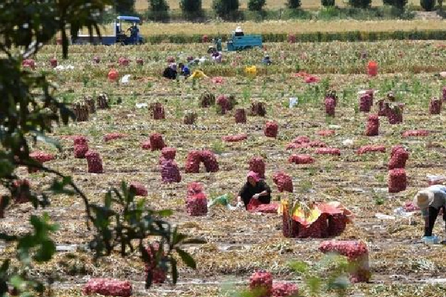 河南中牟大蒜丰收忙（组图）