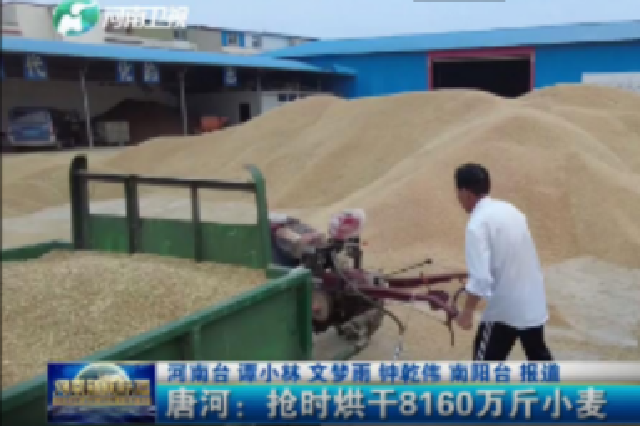 唐河：抢时烘干8160万斤小麦