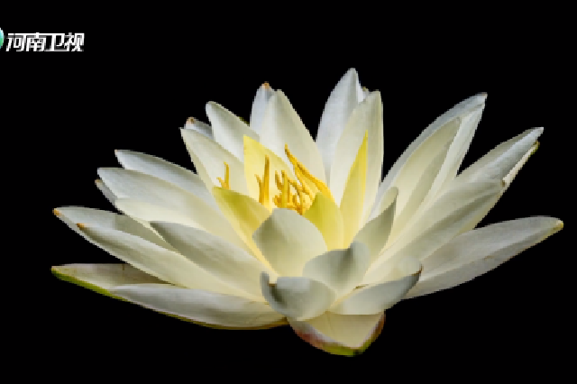 延时摄影赏花开：睡莲绽放 纤尘不染