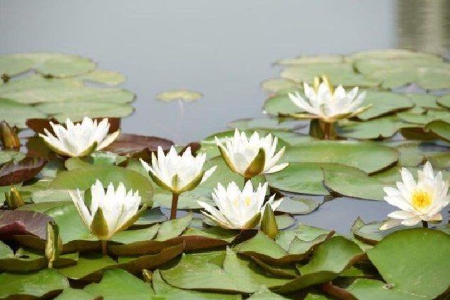 西流湖公园荷湾夜雨初绽芳容（组图）