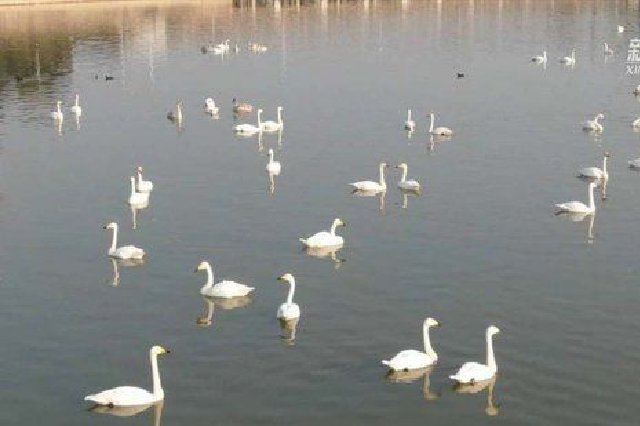 新华社：白天鹅“做客”三门峡黄河浅滩湿地
