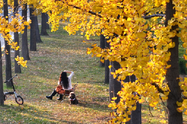 郑州市区银杏树陆续进入最佳观赏期