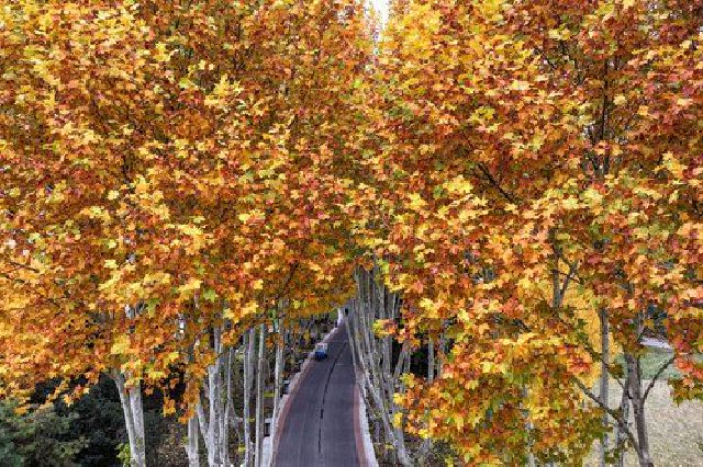 初冬添新色 看法桐最美时（组图）