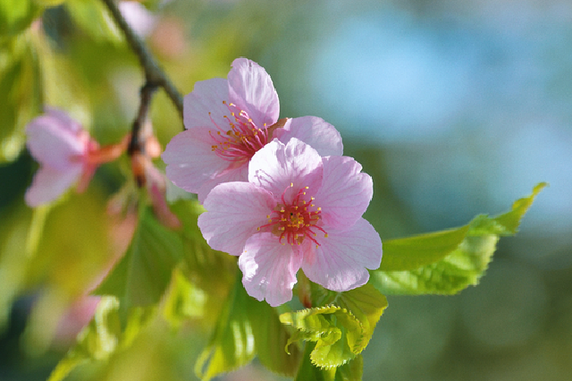 百花待放 来看郑州赏花攻略