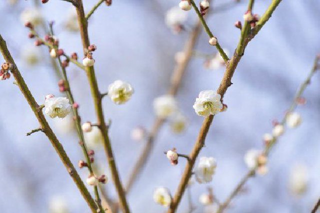 郑州植物园春色满园 市民踏青赏花忙