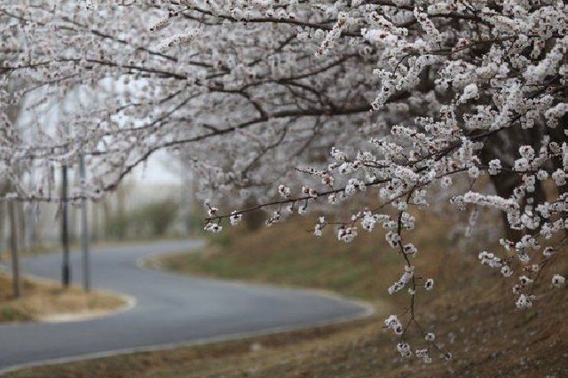 春花烂漫 郑州牟山湿地公园等你打卡（组图）