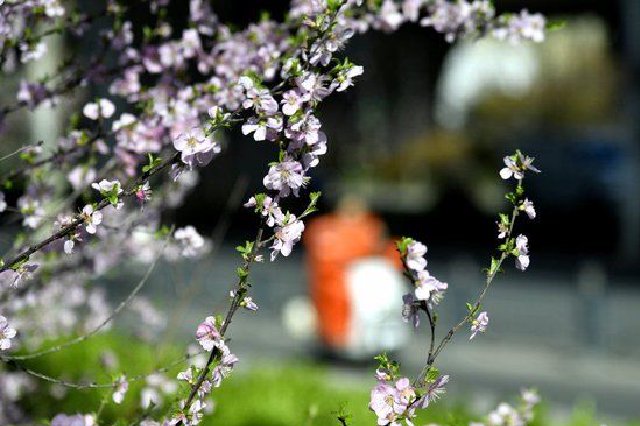 郑州街头春色美（组图）