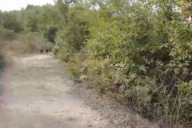 西峽林業局：已發放292張狩獵證，組建17支狩獵隊