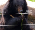 饲养员给熊熊安排豆角大餐