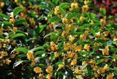 河南秋天的味道藏不住了