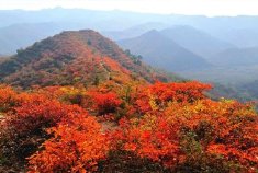 焦作红叶漫山层林尽染