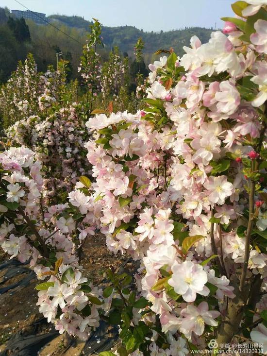 不负春光与美食 巩义长寿山景区恢复开放 多重门票优惠 不负春光与美食 巩义长寿山景区恢复开放 多重门票优惠