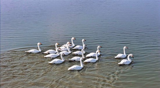 周口万亩龙湖迎来迁徙白天鹅 32个人工投喂点补充体力不掉队