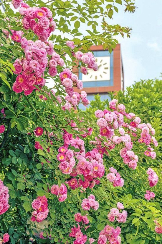 暮春限定 郑州赏花地图上新