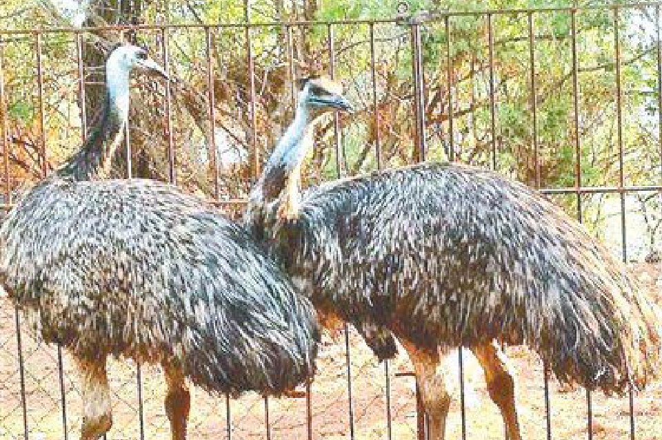 觀鳥課堂教孩子們“慧眼識(shí)鳥”