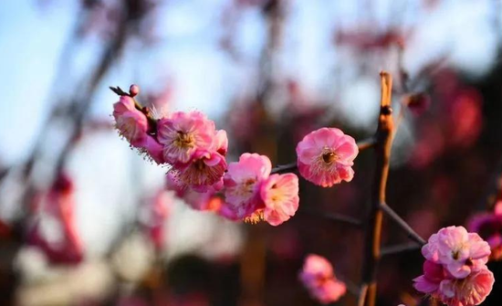 不负春光与美食 巩义长寿山景区恢复开放 多重门票优惠 不负春光与美食 巩义长寿山景区恢复开放 多重门票优惠