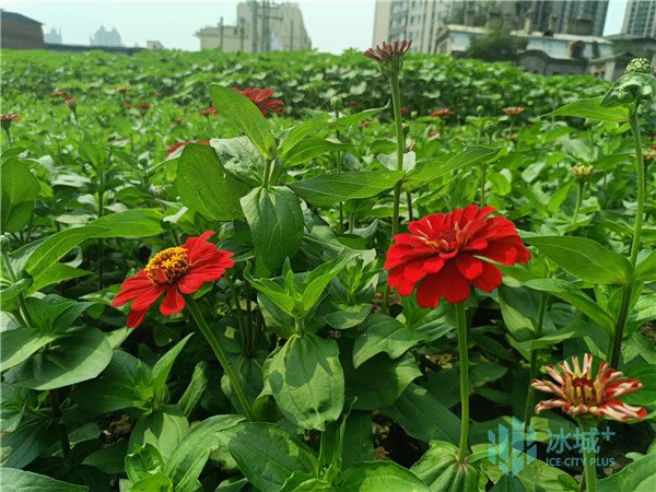 裸土地变“绿洲花海”，冰城又多一处打卡地