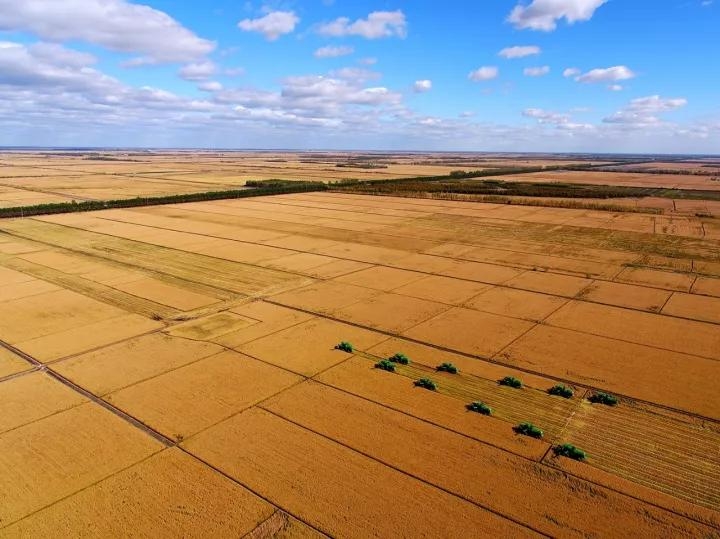 "航拍龙江"聚焦"北大仓"