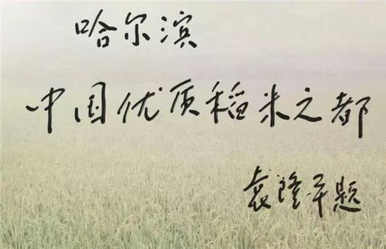 新闻频道 哈尔滨新闻 正文 既是黄金水稻种植带 也是黄金奶牛