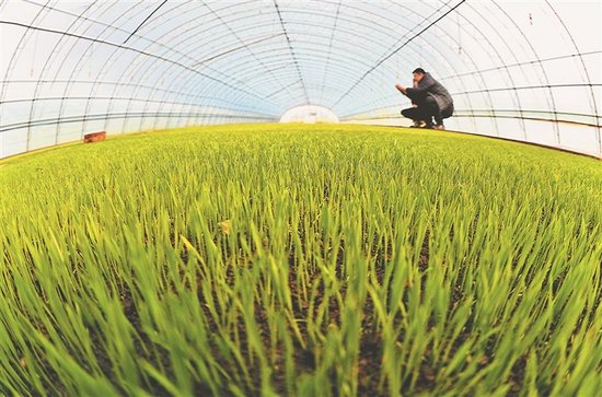 用上新技术 水稻早出苗_新浪黑龙江_新浪网