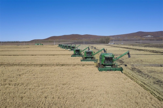 在黑龙江省农垦勤得利农场,种植户驾驶机械收割水稻(2019年10月12日摄