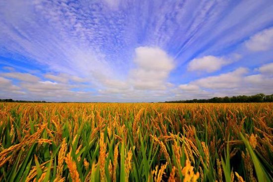 北大荒集团优质水稻喜获丰收,金灿灿的景色令人心醉(图片由省文旅厅
