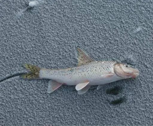 岛子鱼,即白鱼,是松花江中最为名贵的鱼类之一,其肉质细嫩,口感极佳