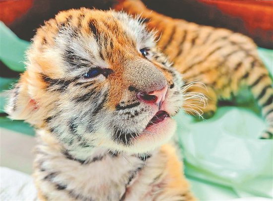 横道河子东北虎林园喜添五只小虎宝