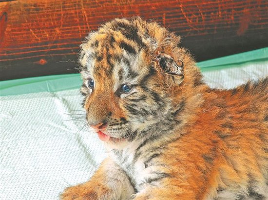 横道河子东北虎林园喜添五只小虎宝