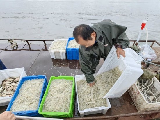 自1996年单金根带领长江水产有限公司以银鱼卵粒投放作为开发,养殖