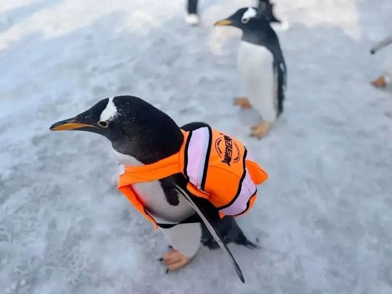 抓住假期的小尾巴 快跟上"淘学企鹅"的小碎步 来太阳岛雪博会过春节_