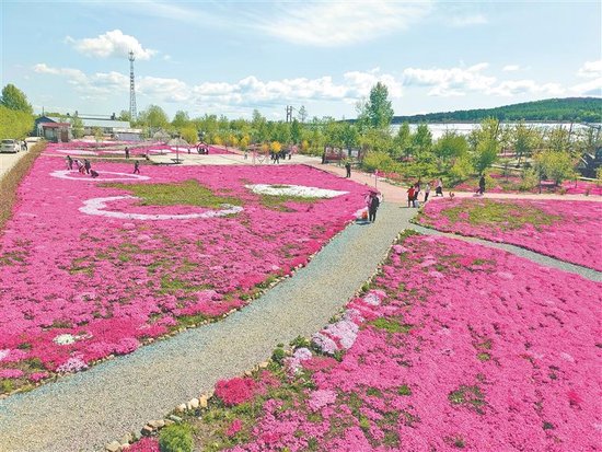 2024年七台河市茄子河区"芝樱文化"旅游节火热开幕