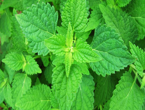 济源冬凌草获国家地理标志产品保护