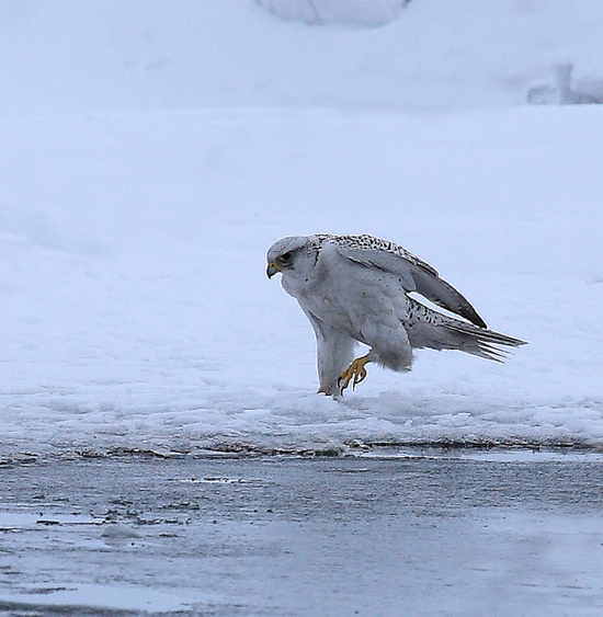 市鸟—海东青杏花,又称杏子,是杏属李亚科植物,其果肉,果仁均可食用.