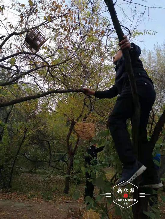 树上挂"滚笼"捕鸟 民警一上午解救200多只野生鸟