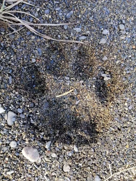 东宁市三岔口镇惊现虎踪