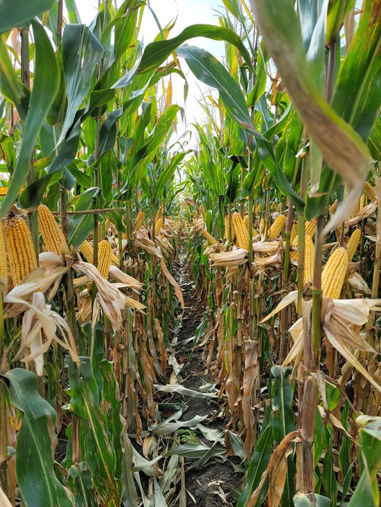丰收的玉米地里