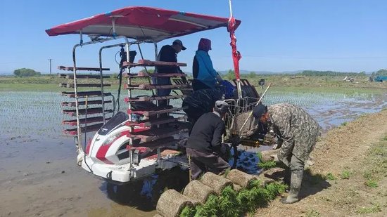 【在希望的田野上】汤原县胜利乡:水稻插秧上新招 单产提升有保障