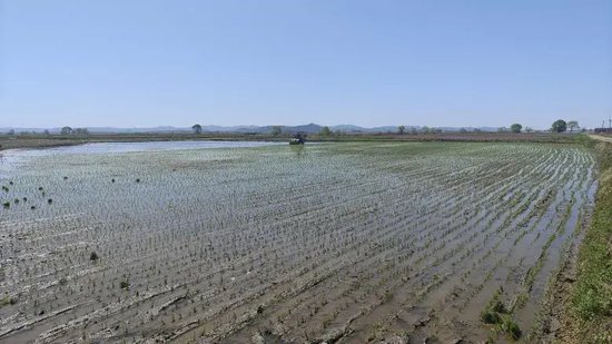 【在希望的田野上】汤原县胜利乡:水稻插秧上新招 单产提升有保障