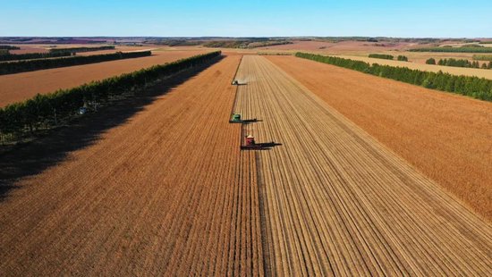 九三分公司大豆收获现场