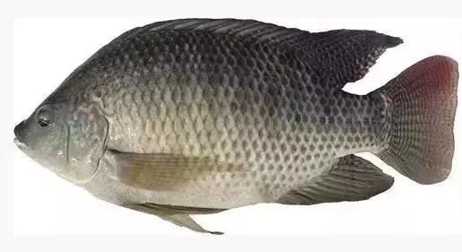 这哲罗是冷水鲑鱼中的大型肉食鱼,世界稀有冷水鱼种之一.