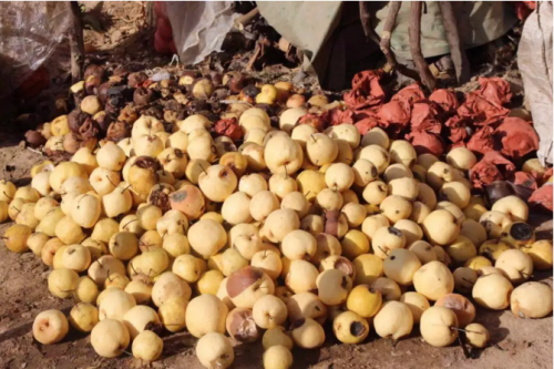 陕西乾县1000万斤滞销酥梨,社交电商拼多多鼎力相助