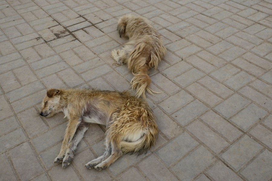 北京小区一周30多条宠物狗中毒身亡 疑似投毒