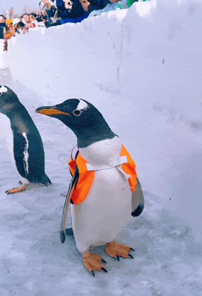 抓住假期的小尾巴 快跟上"淘学企鹅"的小碎步 来太阳岛雪博会过春节_