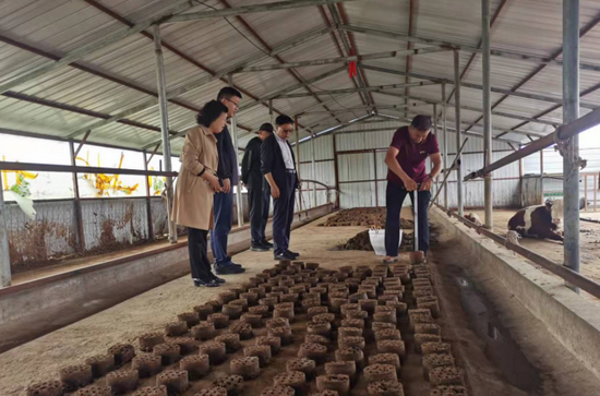 逊克干岔子乡河西村将牛粪加工制作成蜂窝煤球