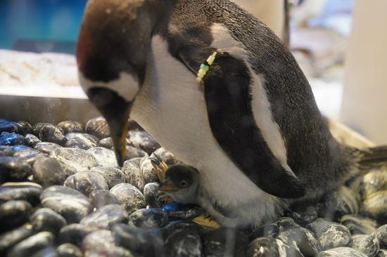 成功孵化波塞冬首只冰城户籍企鹅破壳而出